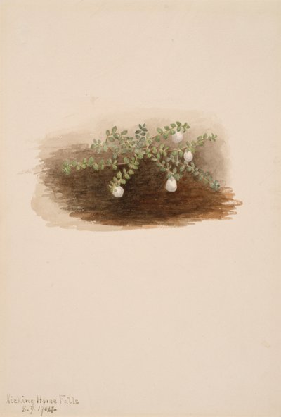 Chiogenes hispidula, 1904 by Mary Vaux Walcott