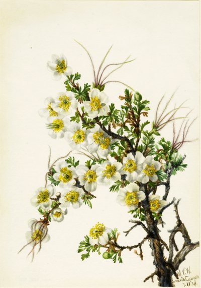Cliffrose Cowania stanshuriana by Mary Vaux Walcott