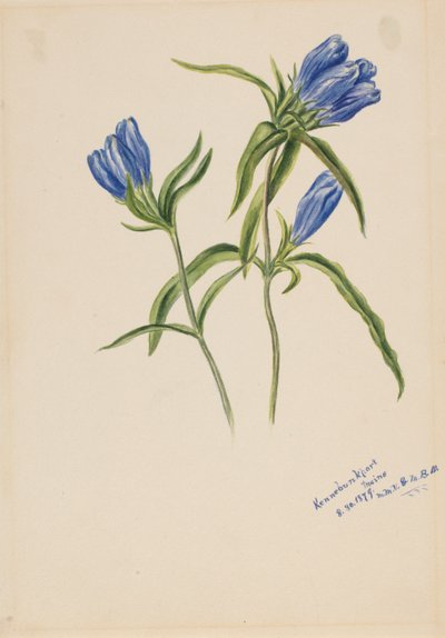 Closed Gentian by Mary Vaux Walcott