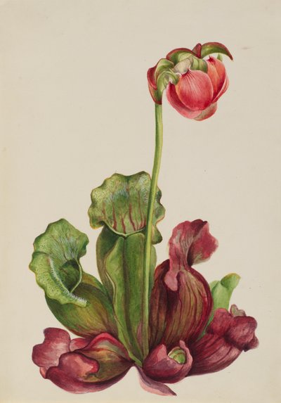 Common Pitcherplant Sarracenia purpurea venosa, 1931 by Mary Vaux Walcott