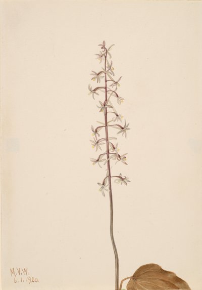 Crane-Fly Orchis Tipularia uniflora by Mary Vaux Walcott