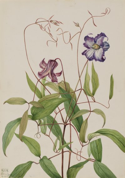 Curly Clematis Clematis crispa by Mary Vaux Walcott