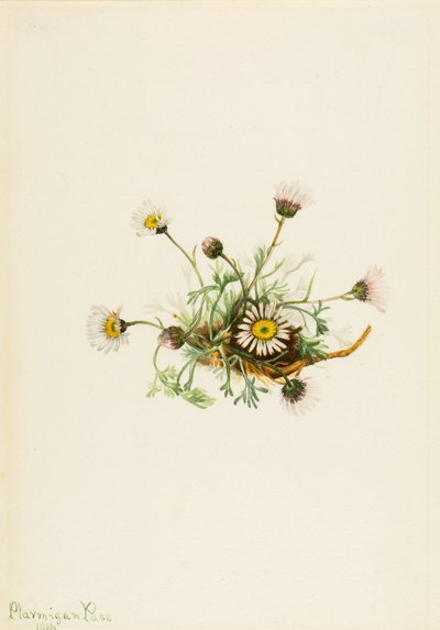 Cut-Leaf Fleabane by Mary Vaux Walcott