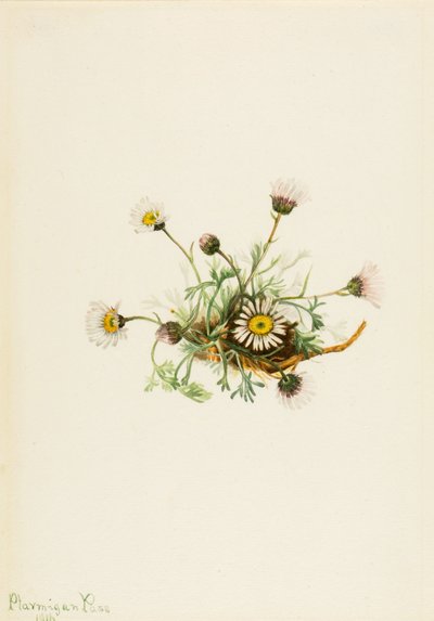 Cut-Leaf Fleabane Erigeron compositus, 1916 by Mary Vaux Walcott