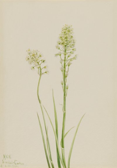 Death Camas (Zygadenus venenosus) by Mary Vaux Walcott