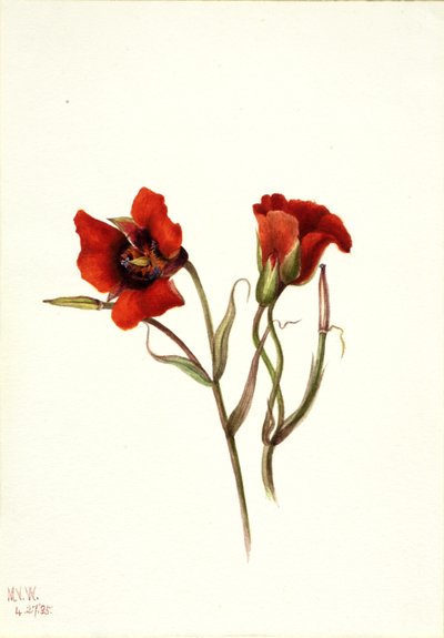 Desert Mariposa Calochortus kennedyi, 1935 by Mary Vaux Walcott