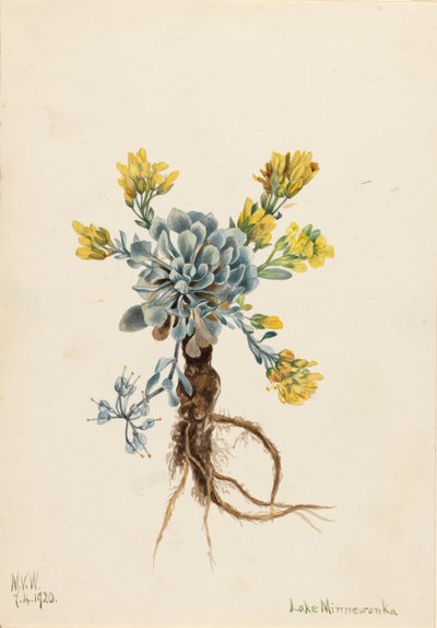 Double Bladderpod (Physaria didymocarpa) by Mary Vaux Walcott