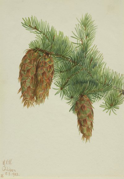 Douglas Fir by Mary Vaux Walcott