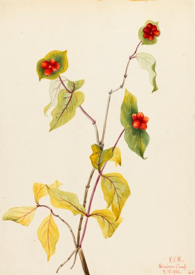 Douglas Honeysuckle (Lonicera Glaucescens) by Mary Vaux Walcott