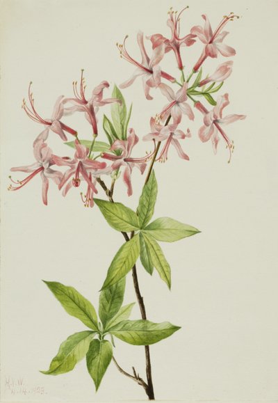 Downy Pinxter Bloom by Mary Vaux Walcott