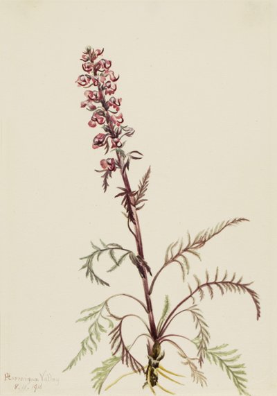 Elephanthead Pedicularis Groenlandica by Mary Vaux Walcott