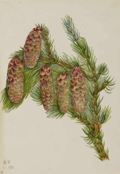 Engelmann Spruce by Mary Vaux Walcott