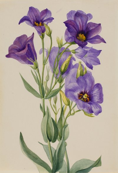 Eustoma russelianum, ca. early 1930s by Mary Vaux Walcott