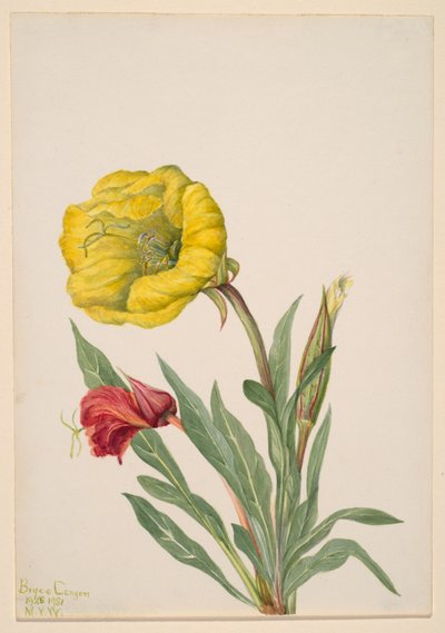 Evening Primrose (Oenothera howardi) by Mary Vaux Walcott