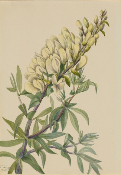 False Indigo by Mary Vaux Walcott