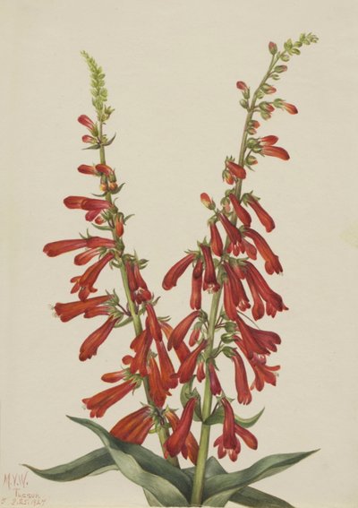 Fire Pentstemon Pentstemon eatonii, 1927 by Mary Vaux Walcott