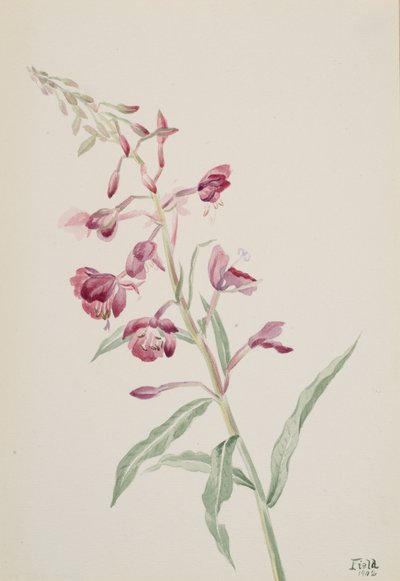 Fireweed Epilobium angustifolium, 1902 by Mary Vaux Walcott