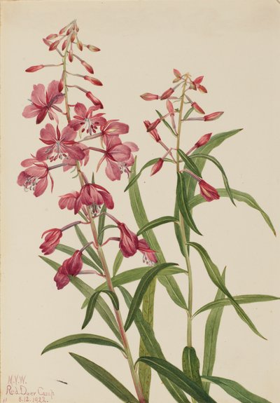 Fireweed by Mary Vaux Walcott