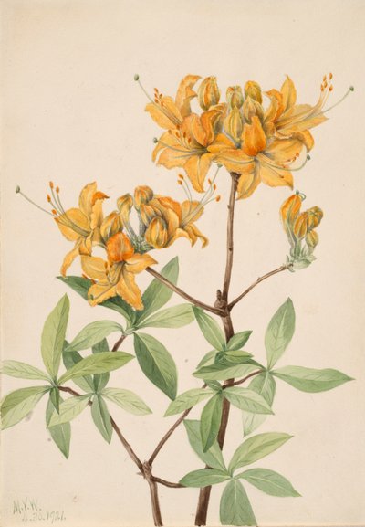 Flame Azalea Azalea lutea, 1921 by Mary Vaux Walcott