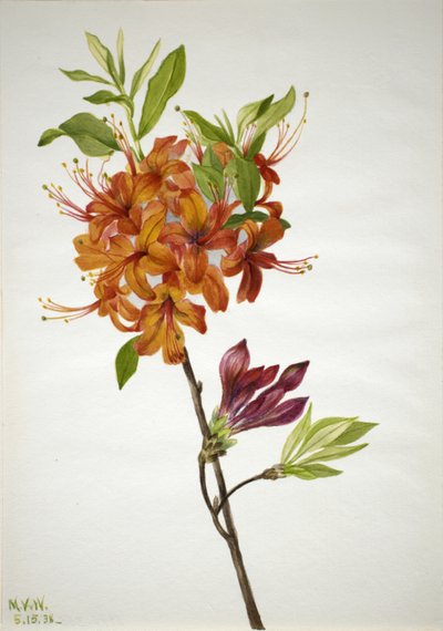 Flame Azalea by Mary Vaux Walcott