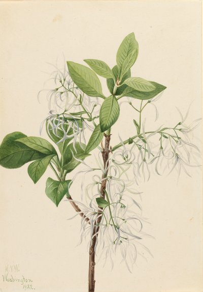 Fringe Tree Chionanthus virginica by Mary Vaux Walcott