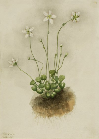 Fringed Parnassia Parnassia fimbriata by Mary Vaux Walcott