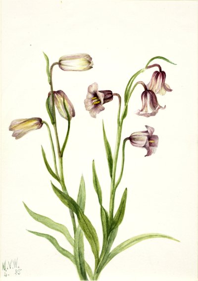 Fritillary Fritillaria biflora, 1935 by Mary Vaux Walcott