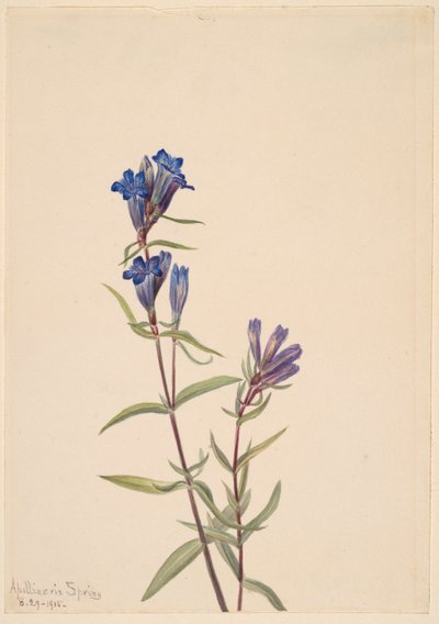 Gentian by Mary Vaux Walcott