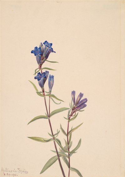 Gentian Gentiana affinis by Mary Vaux Walcott