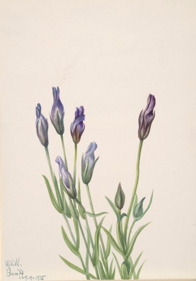 Gentian by Mary Vaux Walcott