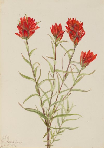 Giant Red Paintbrush (Castilleja miniata) by Mary Vaux Walcott
