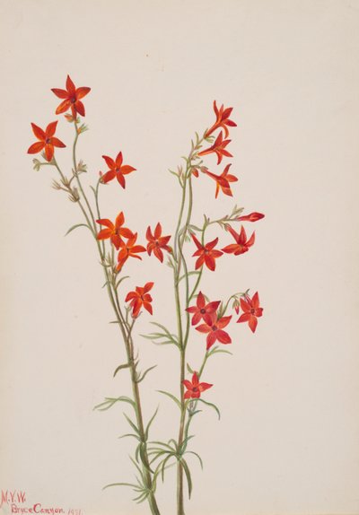 Gilia arizonica by Mary Vaux Walcott