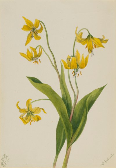 Glacier Lily by Mary Vaux Walcott