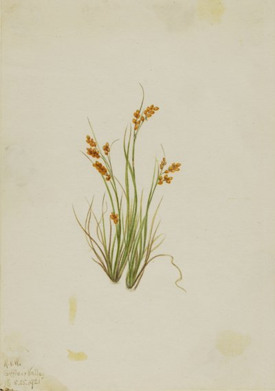 Golden Sedge (Carex aurea) by Mary Vaux Walcott