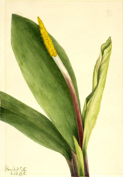 Goldenclub by Mary Vaux Walcott