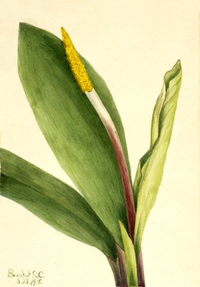 Goldenclub Orontium aquaticum by Mary Vaux Walcott