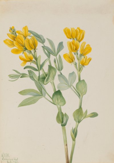 Goldenpea (Thermopsis rhombifolia) by Mary Vaux Walcott