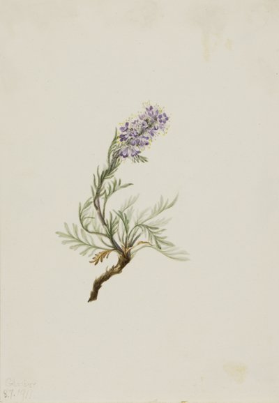 Gray Phacelia Phacelia sericea by Mary Vaux Walcott