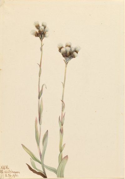 Gray Pussytoes Antennaria howellii, 1921 by Mary Vaux Walcott