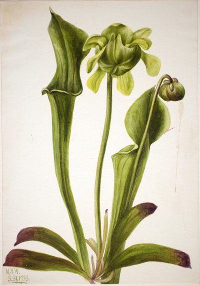 Green Pitcherplant by Mary Vaux Walcott