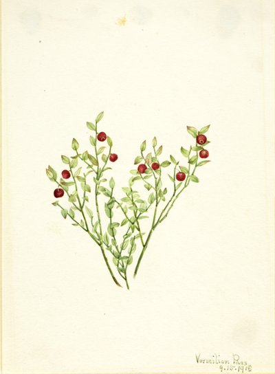 Grouse Whortleberry by Mary Vaux Walcott