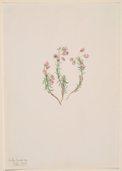 Heather by Mary Vaux Walcott