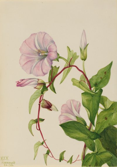 Hedge Bindweed Calystegia Convolvulus Sepium by Mary Vaux Walcott