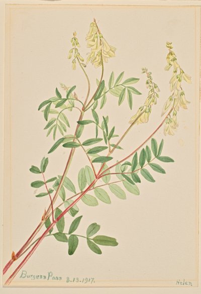 Hedysarum by Mary Vaux Walcott