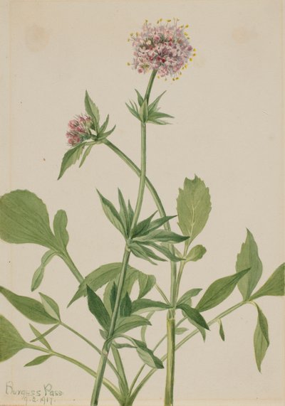 Heliotrope Valerian Valeriana sitchensis by Mary Vaux Walcott
