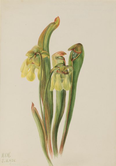 Hooded Pitcherplant Sarracenia Minor by Mary Vaux Walcott