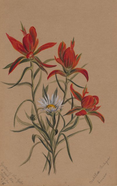 Indian Paintbrush Castilleja Rhexifolia by Mary Vaux Walcott