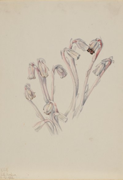 Indian Pipe Monotropa uniflora, 1926 by Mary Vaux Walcott