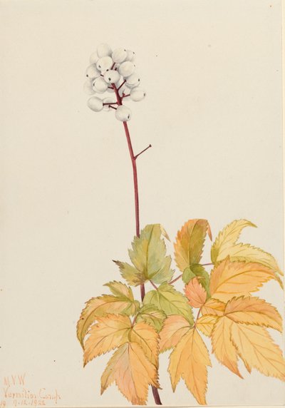 Ivory Baneberry Actaea Arguta by Mary Vaux Walcott