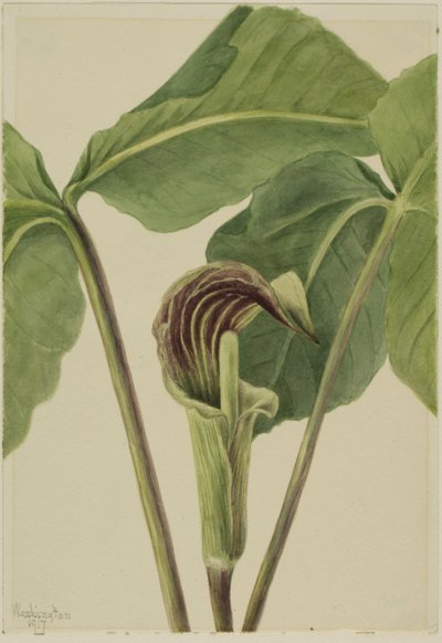 Jack-in-the-pulpit Arisaema triphyllum, 1917 by Mary Vaux Walcott